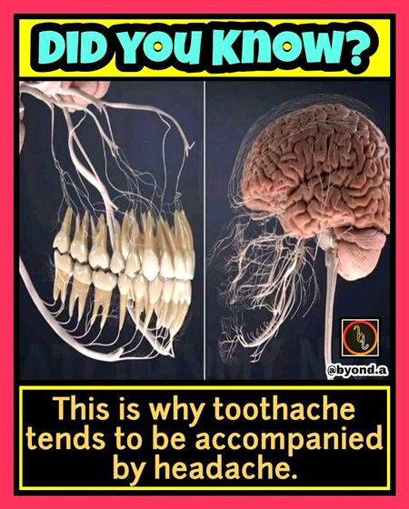 Did you Know