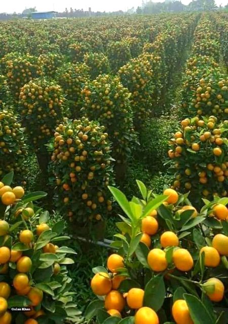 Sargohdi orange garden pakistan😳😍