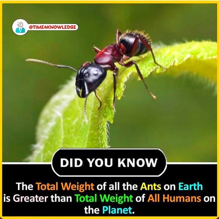 Did you Know