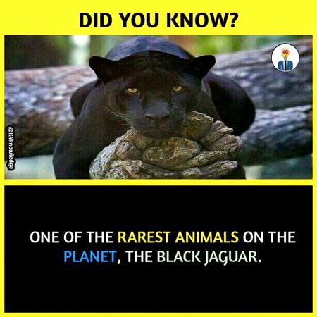 Did you Know
