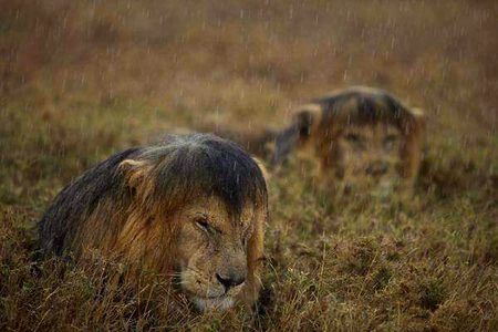 This is what lions look like in the rain.