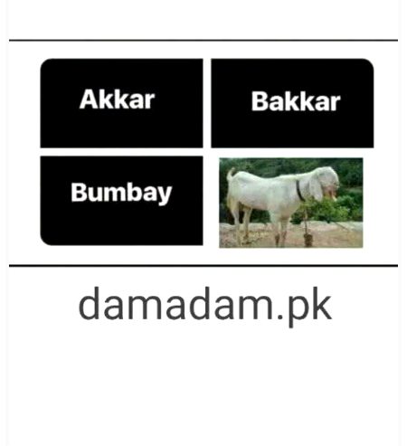 Memes & Satire image