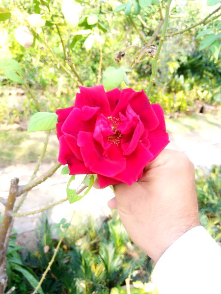 ya ap ka ley khsa ha
