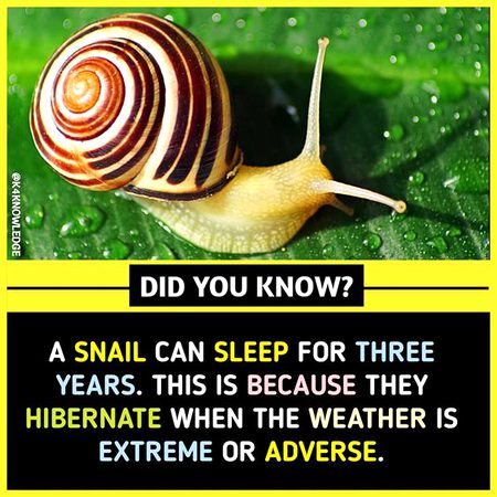 Did you Know