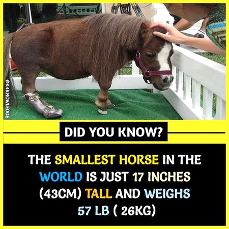 Did you Know