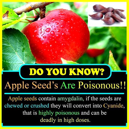 Did you Know