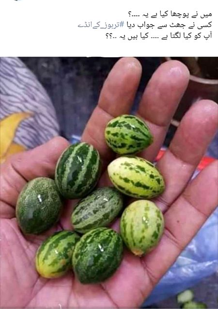 Ap ke zban ma is ko kya khty han🤔🤔🤔😀😀