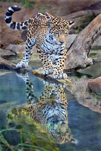 Beautiful reflection of female Jaguar