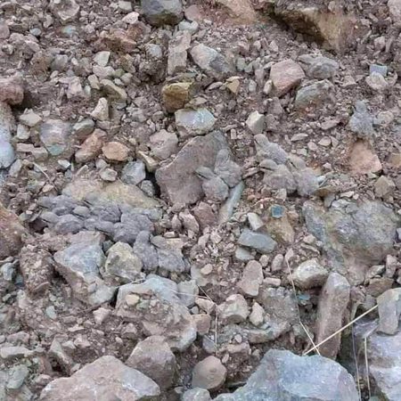 Kitny chickens hain is pic men🧐🧐🧐