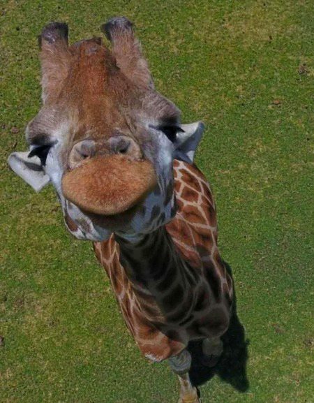 A drone image of a curious giraffe
