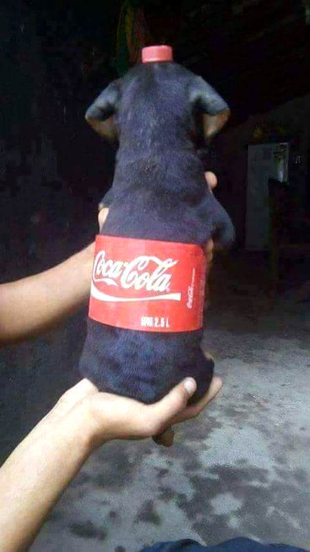 Coca cola...