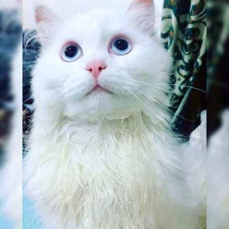 i dont have civic ' but i have persian catii .. 🥺


: still single  🥺