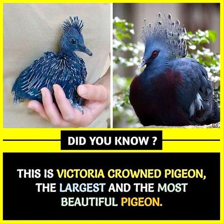 Did you Know