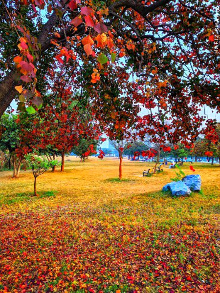 خزاں کی رُت میں بھی نقشِ بہار باقی ہے
کہ ایک پھول سرِ شاخسار باقی ہے
تِرے فریب کا جادو ابھی نہیں ٹوٹا
ابھی تو تجھ پہ مِرا اعتبار باقی ہے

گھروں کو لوٹ گئے لوگ شام ڈھلتے ہی
بس ایک شخص سرِ رہگزار باقی ہے🍁🍂