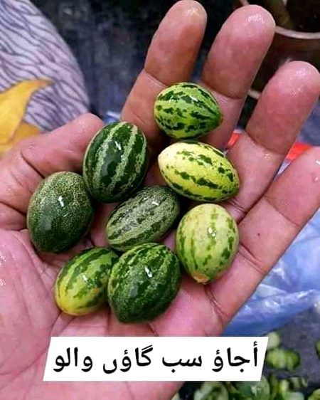 Ao.gi nashta krlo hhh