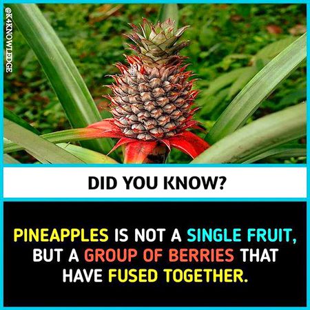 Did you Know