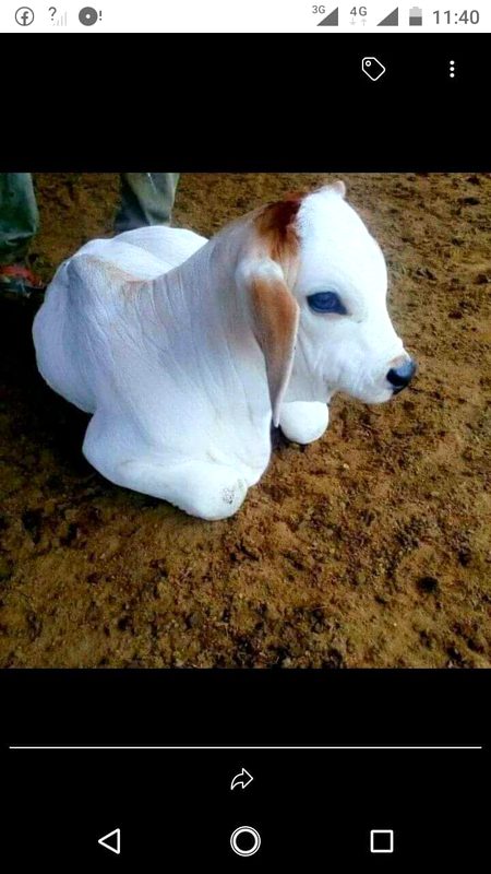 Ye kis chez ka bacha hy.. sirf lrkiyan jawab dyn