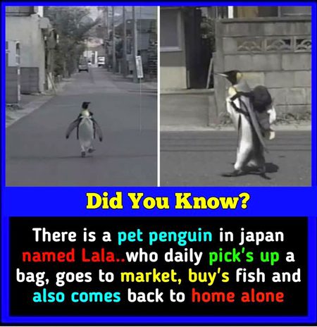 Did you Know