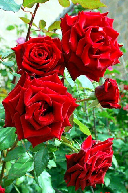 Red roses