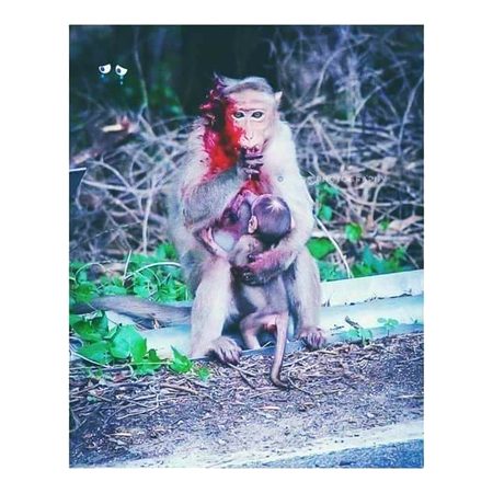 گاڑی دیکھ کر چلائیے 😥
ان بےزبانوں کے پاس ایمبولینس نہیں آتی💔