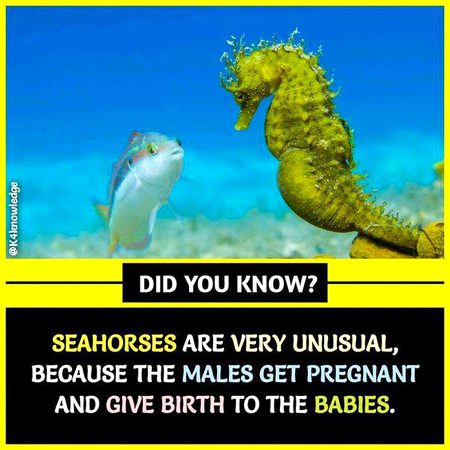 Did you Know