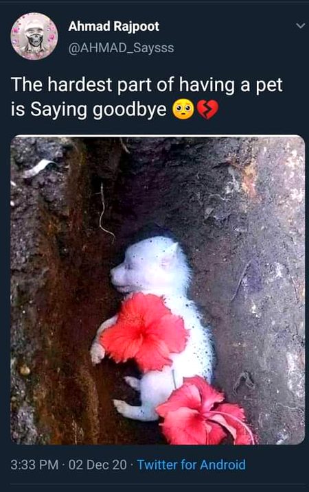 This is so true..tu btaen ab sb jinke pas pets hain abhi bhi kia ye tweet sach main sahi hai ??According to me so true