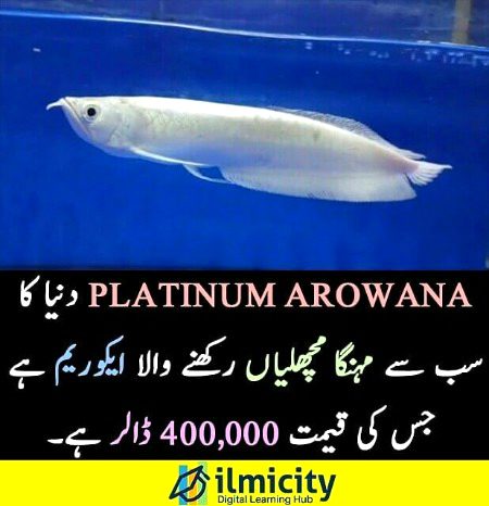 🌹🌹🌹ilmicity🌹🌹🌹