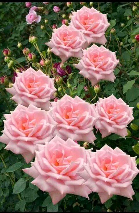 beautiful pink roses