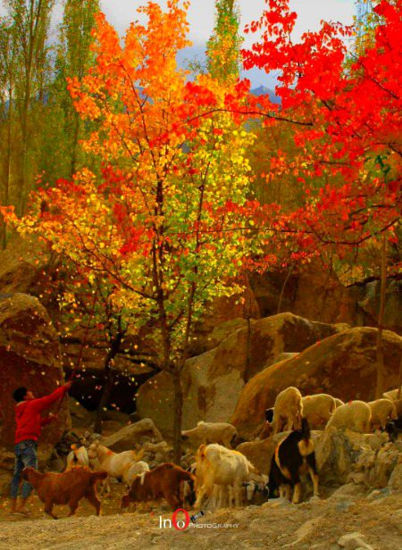یہ خزاں خیر سے گُزر جائے
دیکھنا  ۔۔۔۔۔ تم بہارِ آئندہ
Skardu, Pakistan 🍁🍂