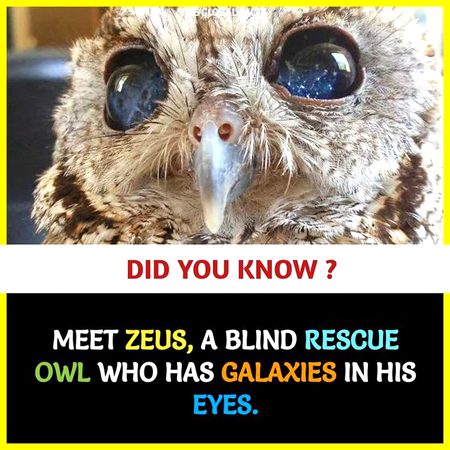 Did you Know