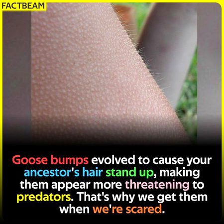 Did you Know