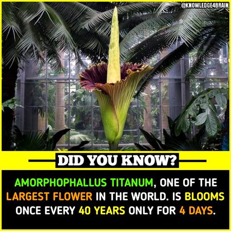 Did you Know