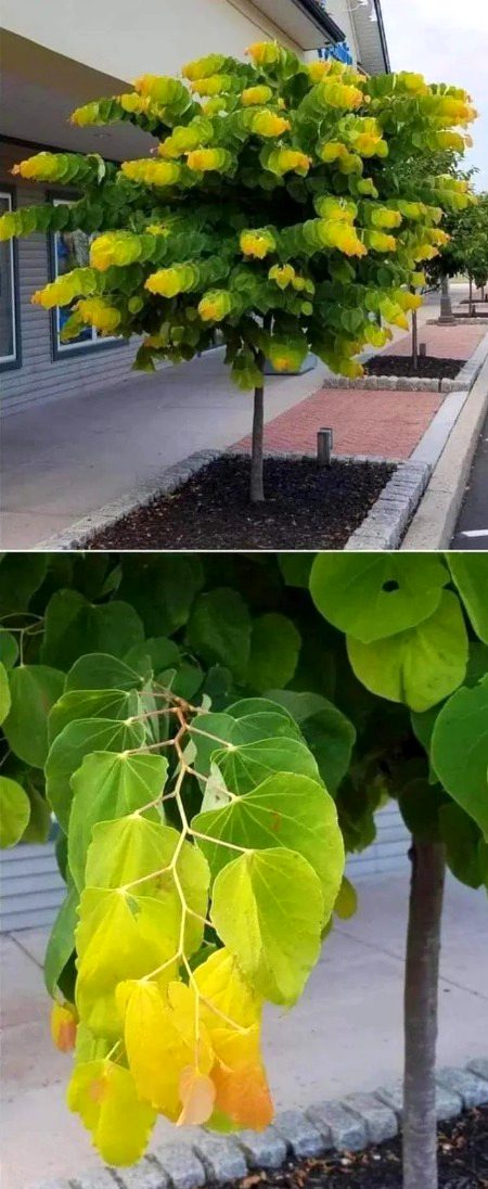 The gradient of color on this tree