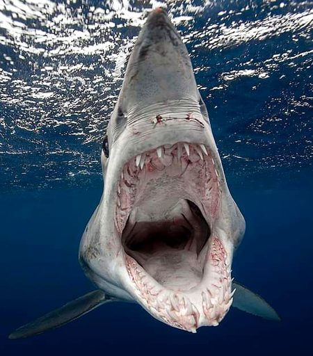 The shark photography level