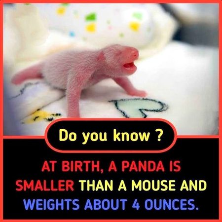 Did you Know