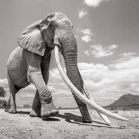 ©burrard lucas
africa elephant