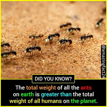 Did you Know