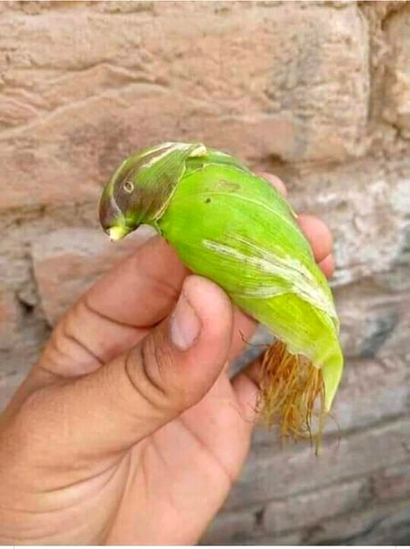 Kisi ko smjh ai ye kya hy agr ay to cmnt kren🙂🙂