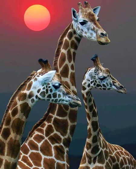 Gorgeous Family !!!