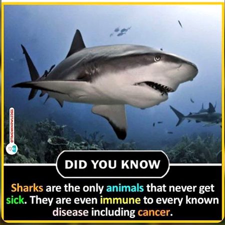 Did you Know