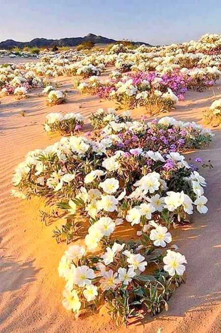 "نا امید مت ہونا کبھی رب کی رحمت سے"
"وہ چاہے تو کھلا دیتا ہے پھول صحرا میں"