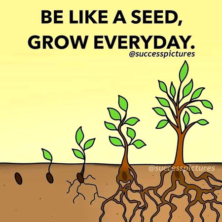B like a seed