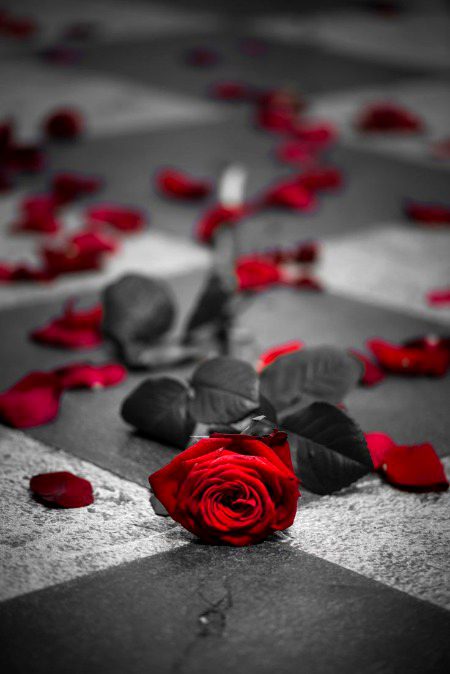 اے گردش ایام! ہمیں رنج بہت ہے
کچھ خواب تھے اسے جو بکھرنے کے نہیں تھے
🌚🥀