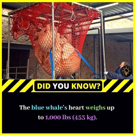 Did you Know