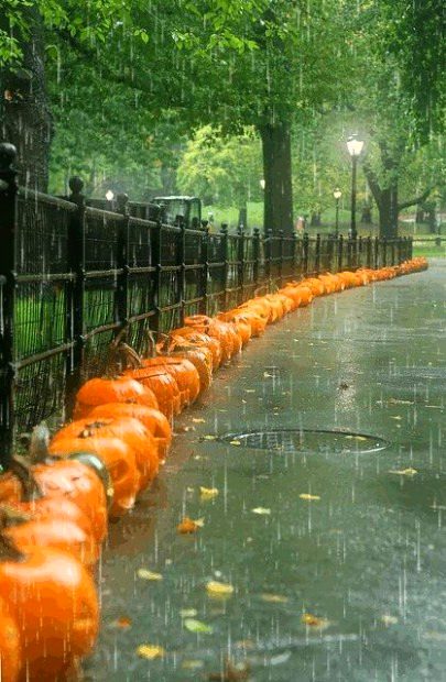 beautiful rain photography