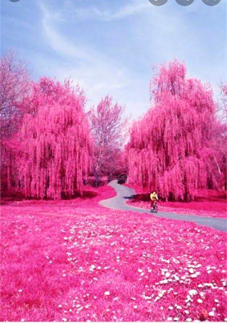 Beautiful Nature image