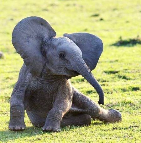 A little elephant posing for the camera LOL. Priceless 💞