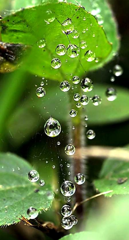Dew Drops ...