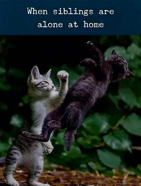 Sibblings fight or kia likhun upload kr do krni ha to dmg na khya kro tmhre nkhre khtm nh hte yar kbi kia to kbi kia