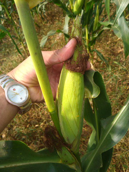 Kis kis ko pasand hy???